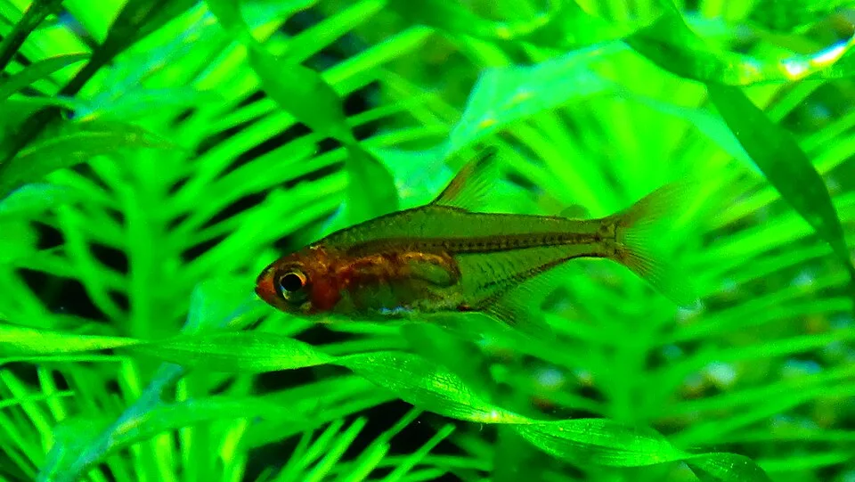Peixe pequeno castanho em aquário com plantas verdes