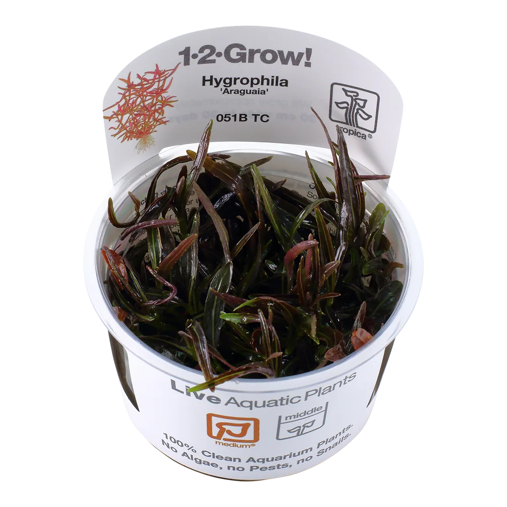 Planta aquática Hygrophila Araguaia em vaso plástico com etiqueta