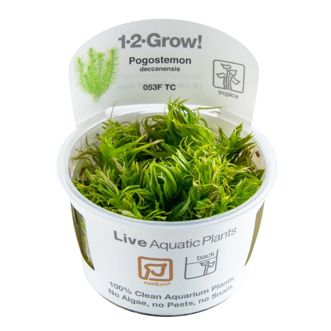 Planta aquática viva Pogostemon em copo plástico branco