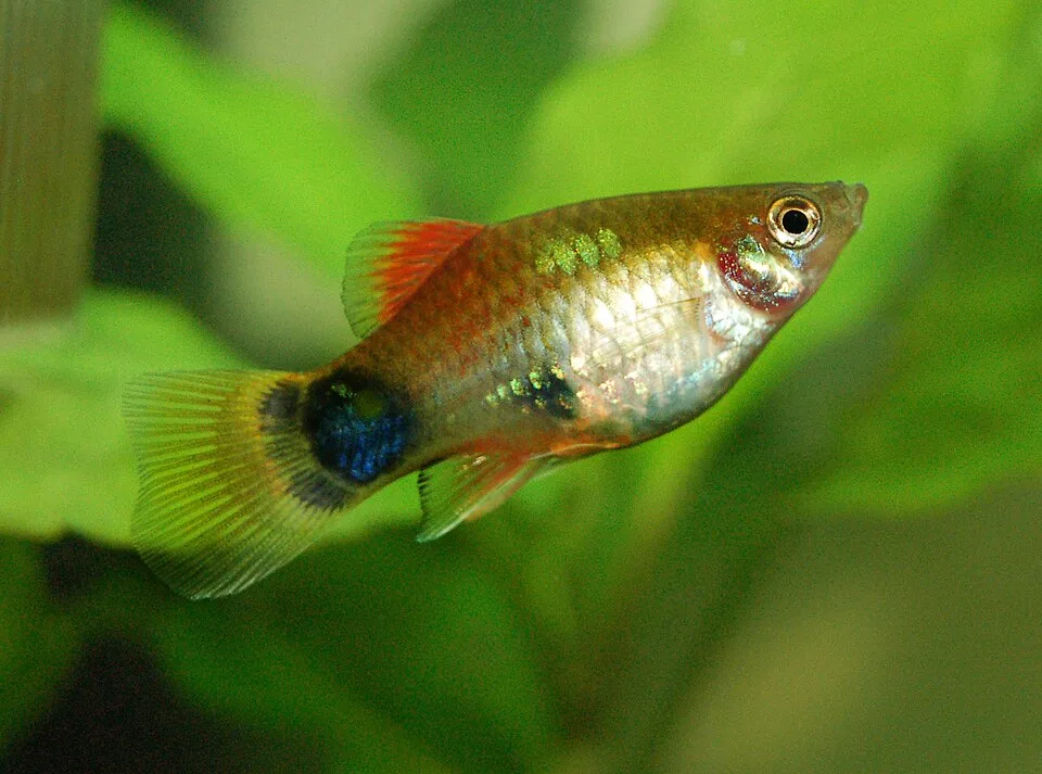 Peixe tropical colorido a nadar em aquário com plantas verdes