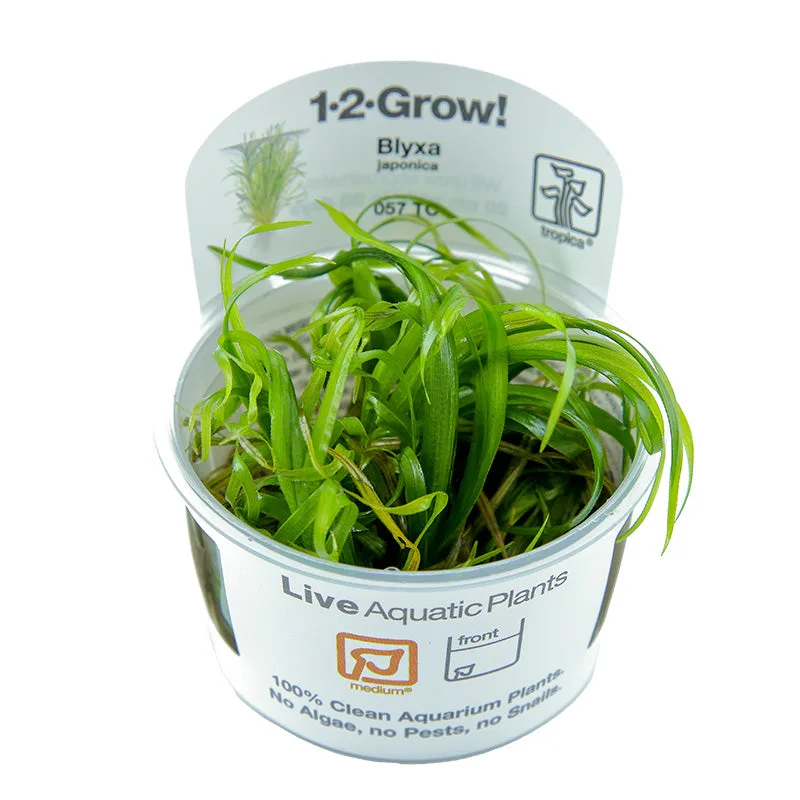 Planta aquática Blyxa japonica em recipiente transparente com rótulo branco
