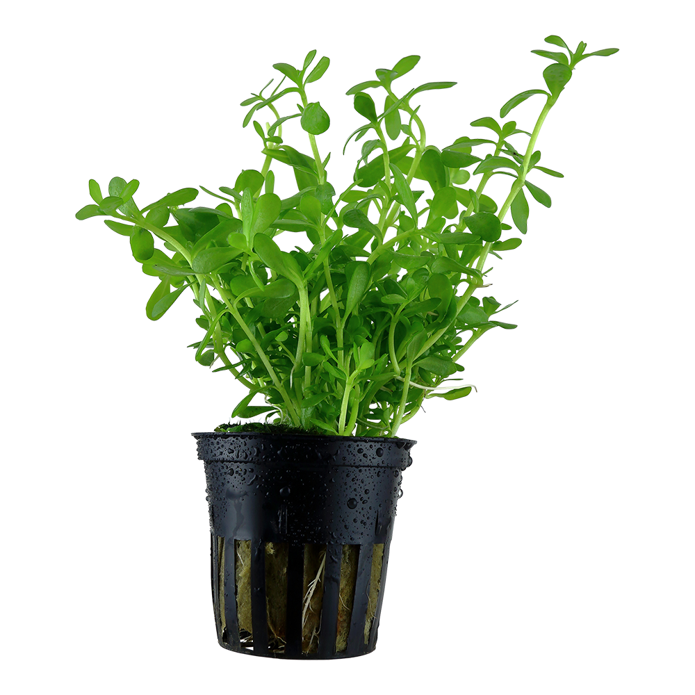 Planta verde em vaso preto de plástico com gotas de água