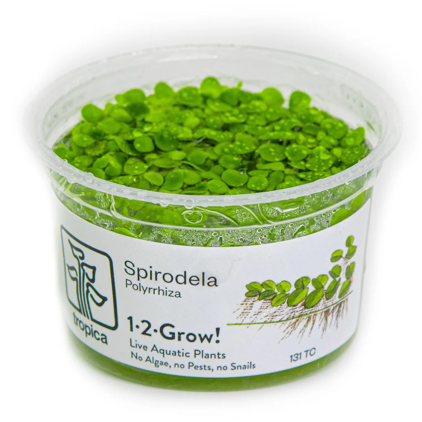 Plantas aquáticas verdes Spirodela Polyrhiza em embalagem plástica com água