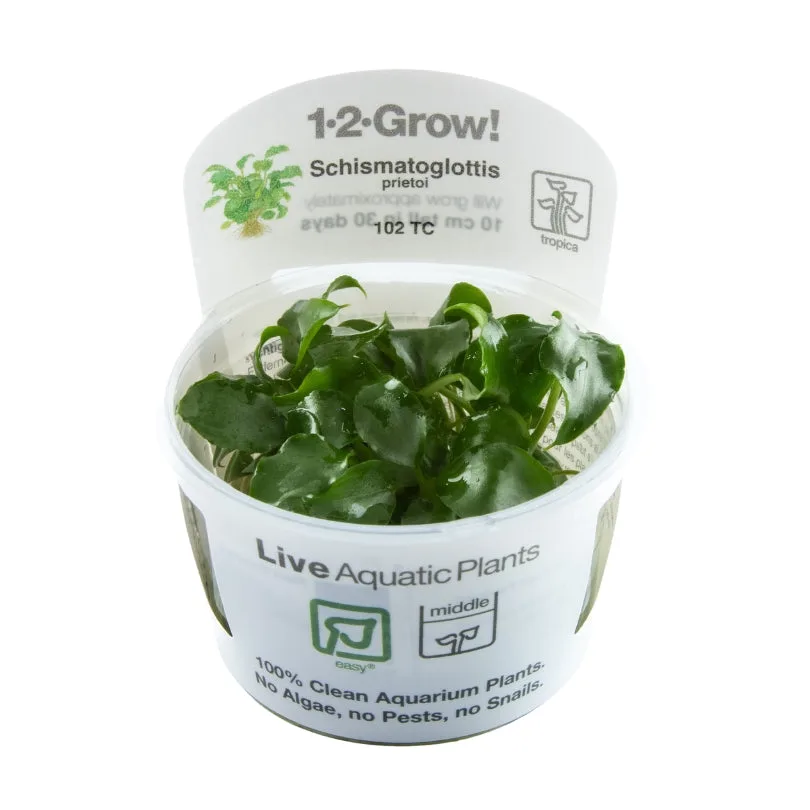 Frasco com plantas aquáticas vivas Schismatoglottis verdes
