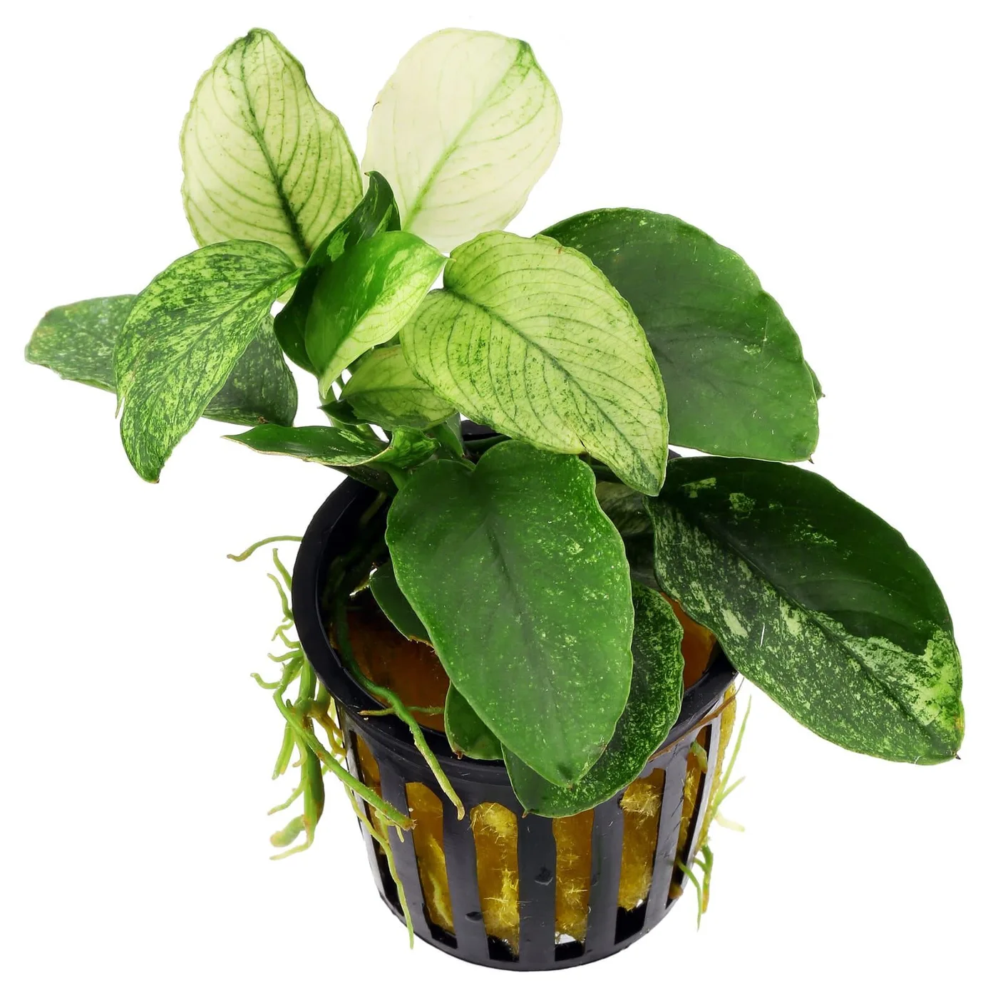 Planta verde em vaso plástico preto com revestimento amarelo