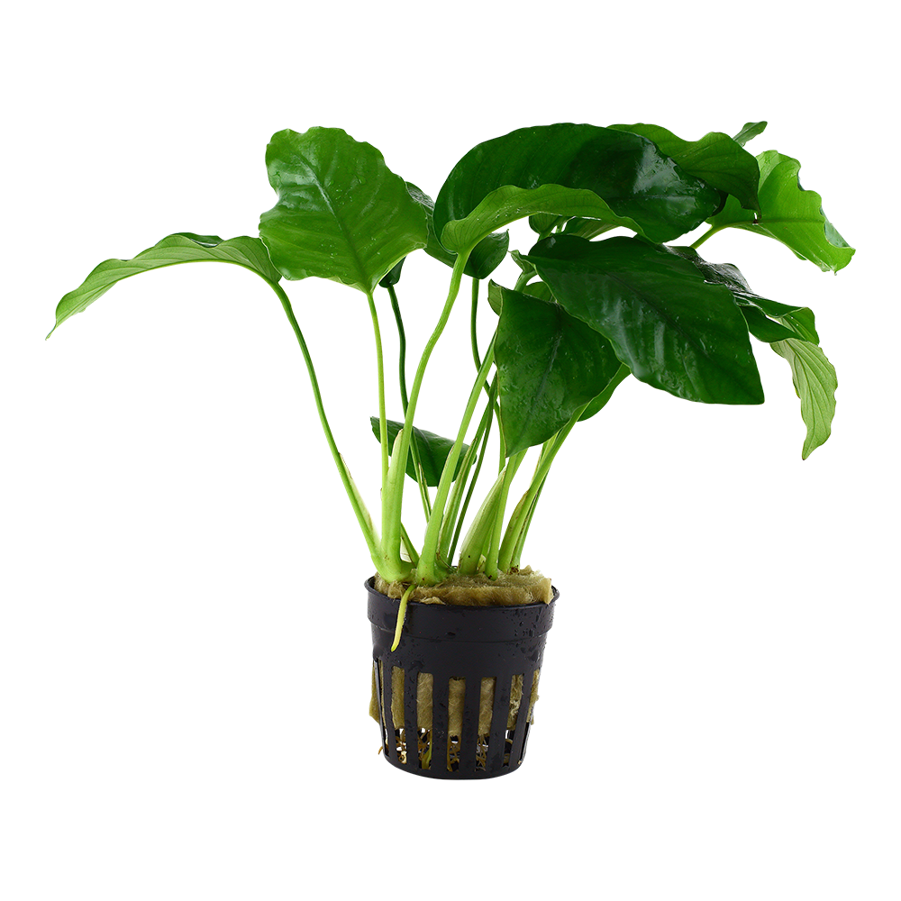 Planta verde com folhas largas em vaso preto de plástico