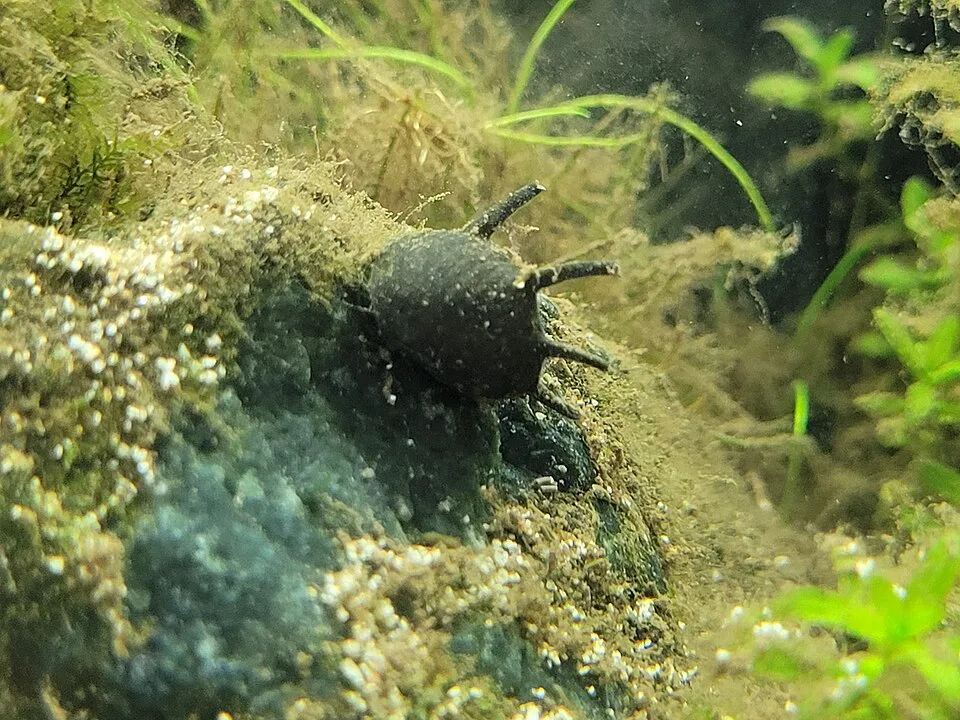 Caracol negro em superfície rochosa subaquática com algas e plantas verdes