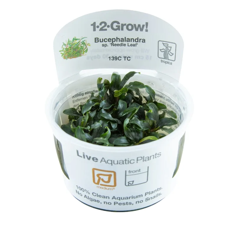 Planta aquática viva Bucephalandra em recipiente com rótulo