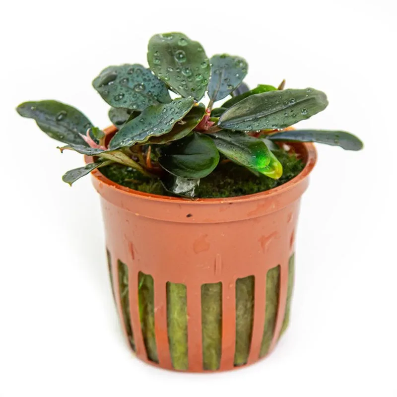 Planta verde em vaso de plástico castanho com gotas de água