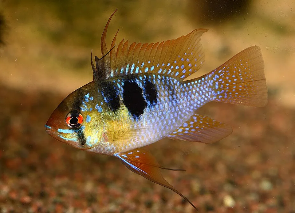Peixe tropical azul e laranja com manchas pretas em aquário com cascalho