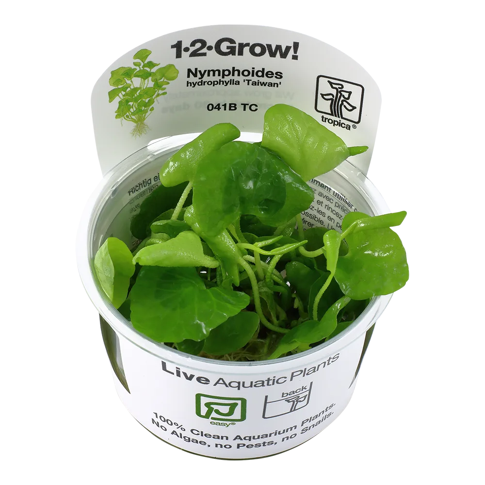 Planta aquática viva Nymphoides hydrophyllia Taiwan com rótulo branco