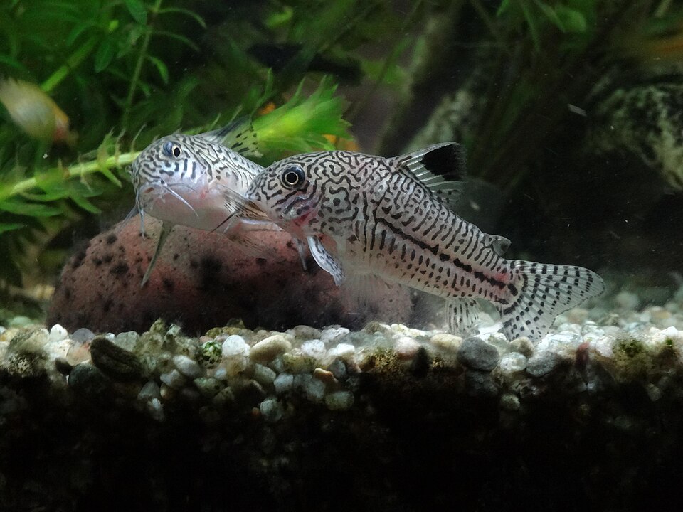 Dois peixes tropicais com padrão preto e branco num aquário com cascalho e plantas