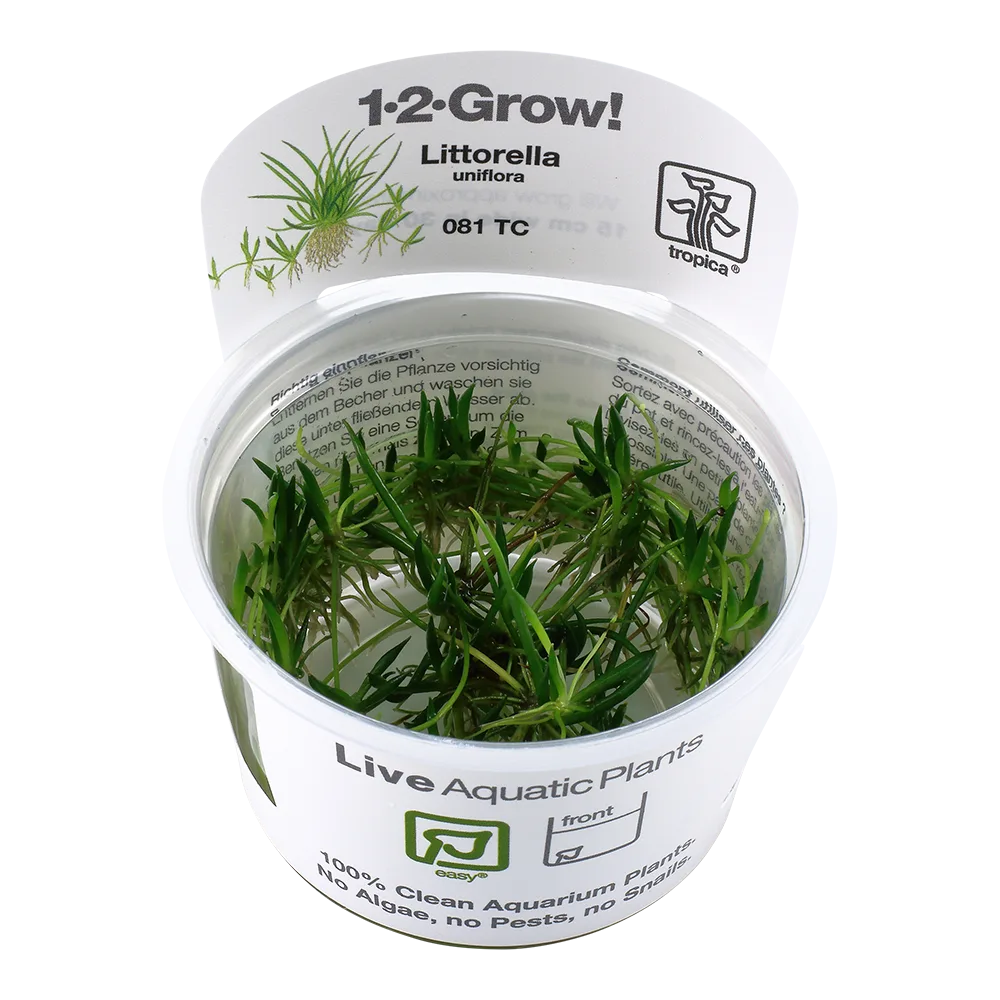 Planta aquática viva Littorella uniflora em embalagem plástica redonda branca e transparente