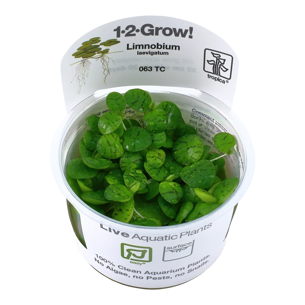 Planta aquática viva Limnobium laevigatum em vaso plástico com rótulo branco