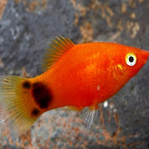 Peixe de aquário laranja com manchas pretas na cauda