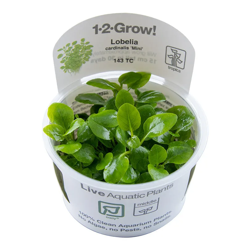Planta aquática Lobelia cardinalis Mini em recipiente plástico com etiqueta
