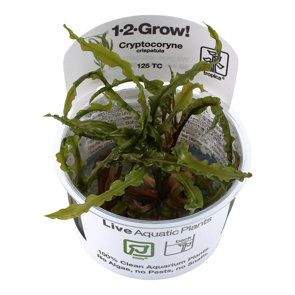 Planta aquática viva Cryptocoryne crispatula em copo plástico com etiqueta informativa