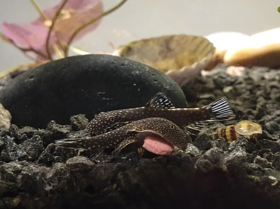Aquário com cascalho escuro e peixes pequenos manchados