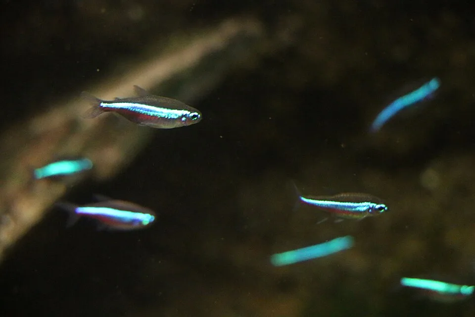 Peixes pequenos translúcidos com listra azul-neon nadando em água escura