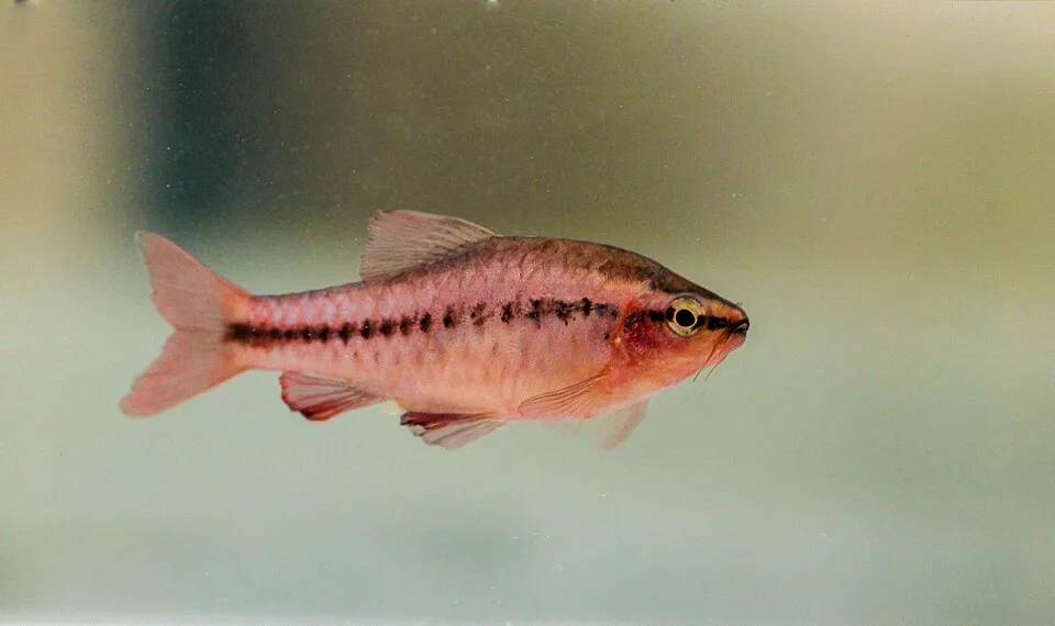 Peixe vermelho com linha preta pontilhada em água clara