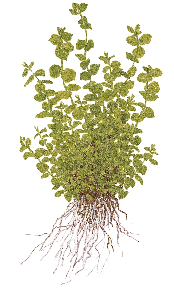 Ilustração de planta com folhas verdes e raízes expostas