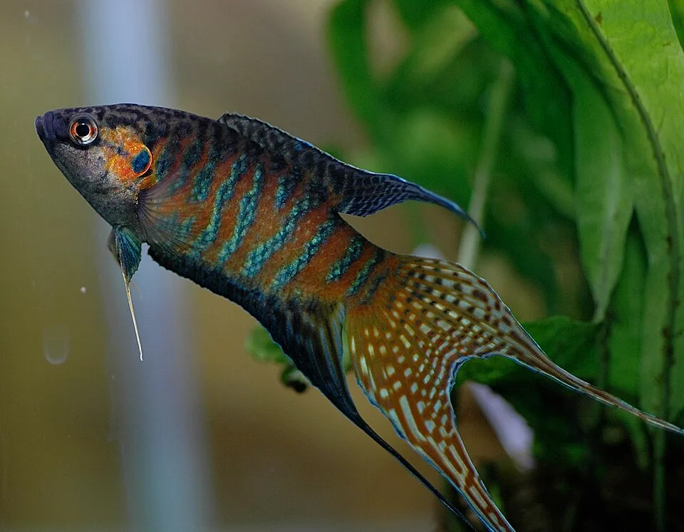 Peixe tropical colorido em aquário com plantas verdes