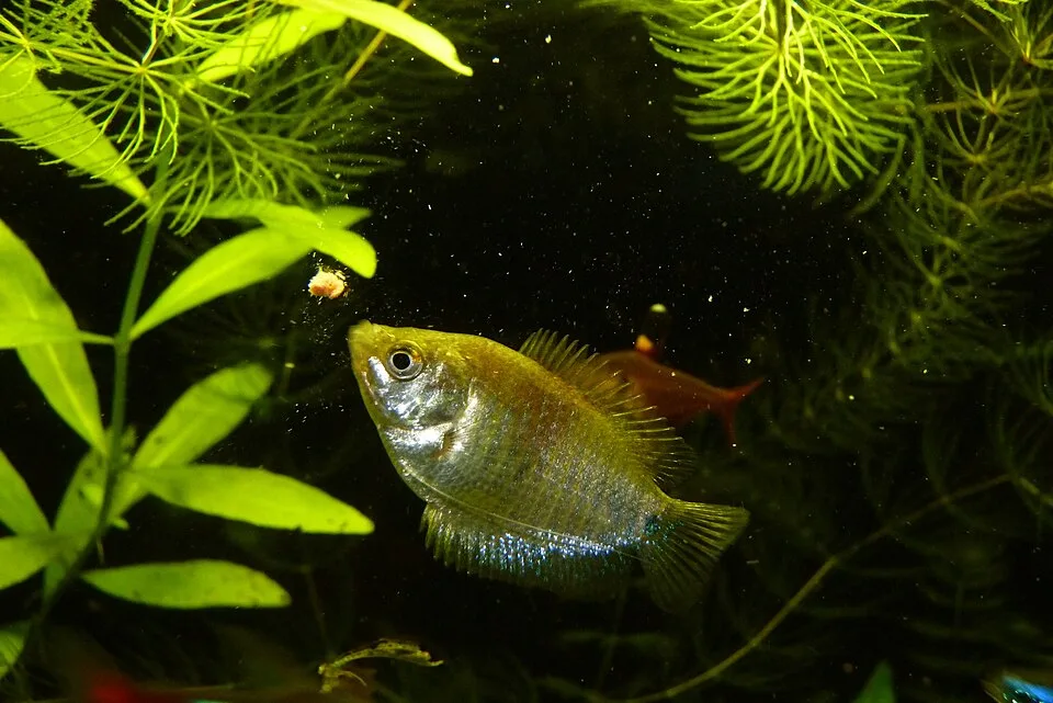 Peixe dourado com barbatanas translúcidas num aquário com plantas verdes