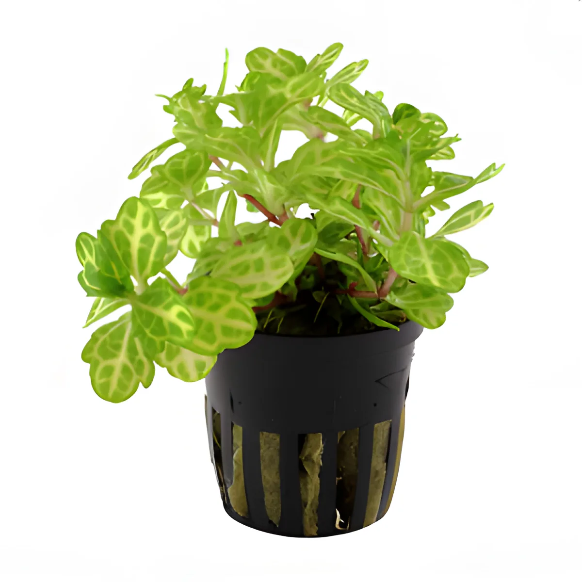 Planta verde em vaso preto com design aberto