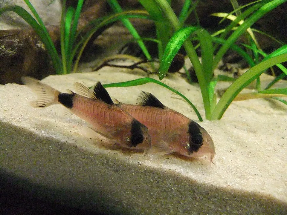 Dois peixes Corydoras panda em aquário com areia clara e plantas verdes