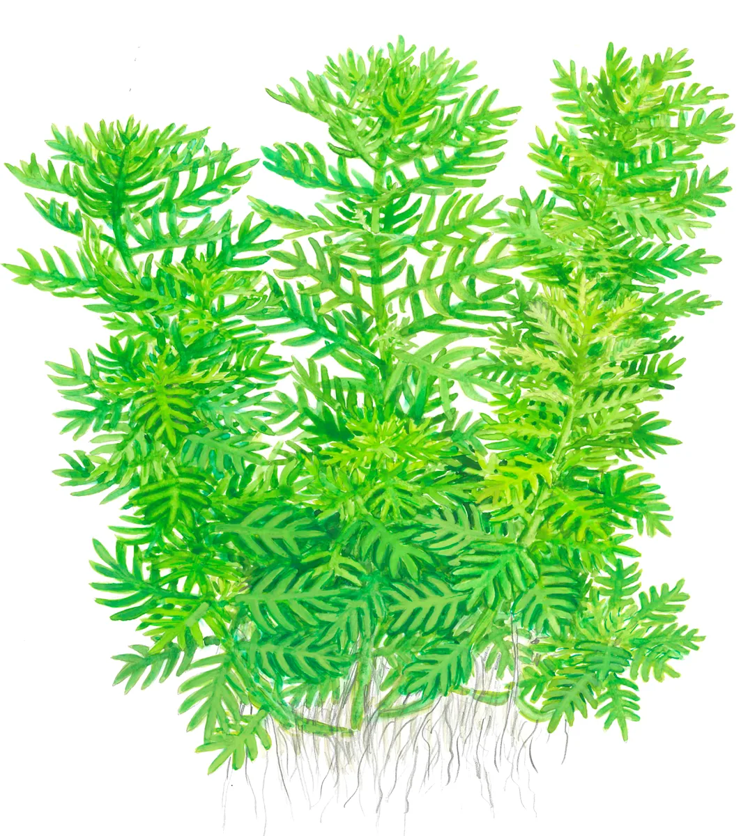 Plantas aquáticas verdes com folhas finas e raízes visíveis