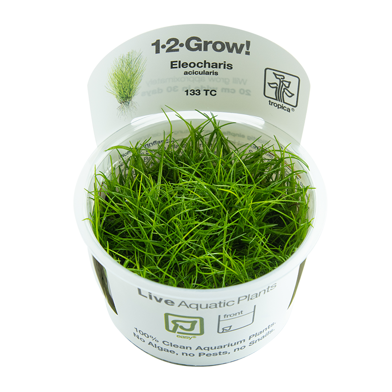 Vaso branco com planta aquática Eleocharis acicularis verde e rótulo da marca Tropica