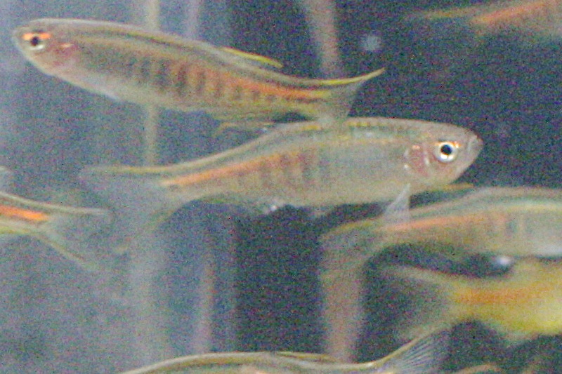 Peixes pequenos com listras amarelas e pretas em aquário