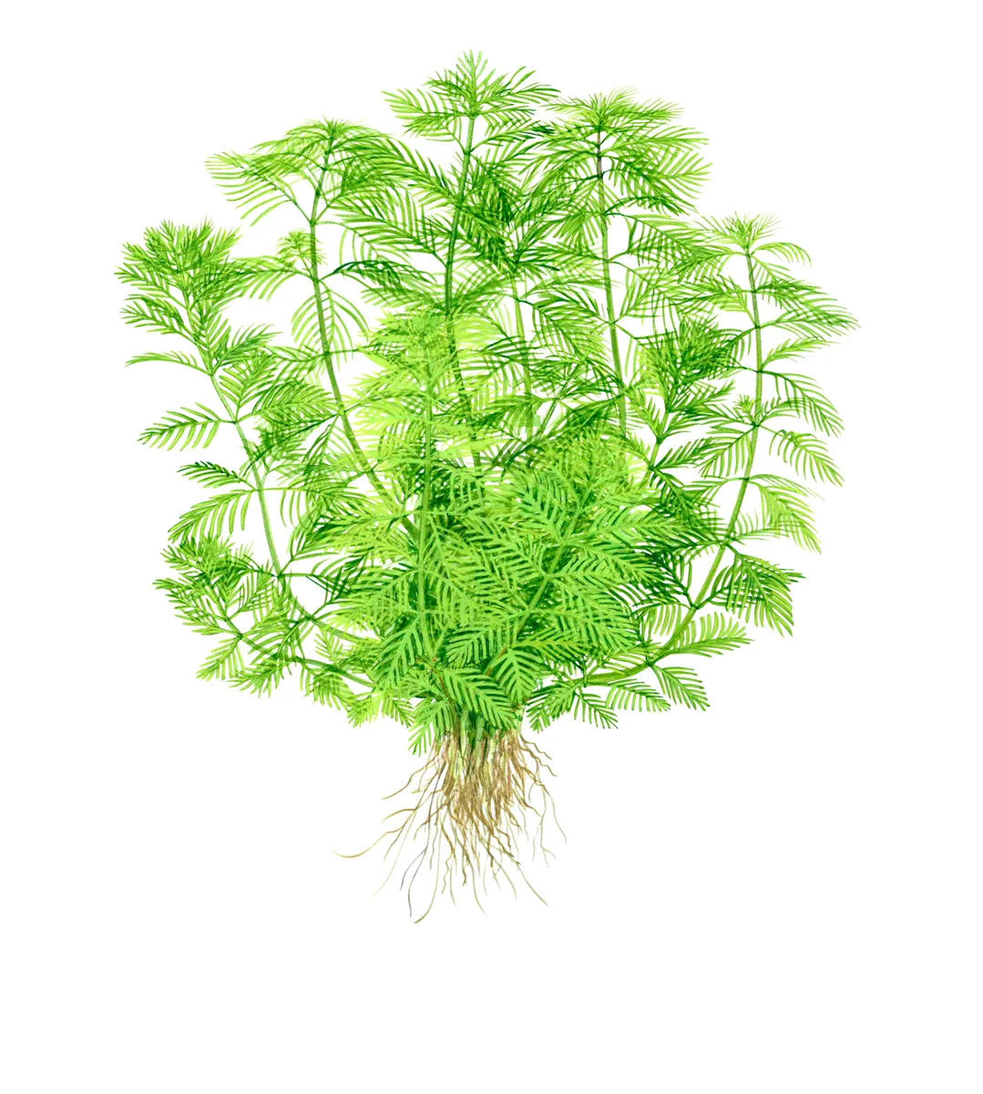 Planta aquática verde com raízes visíveis em fundo branco