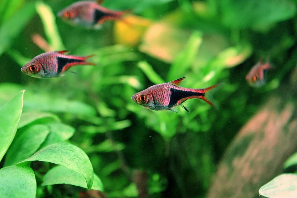 Peixes Barbo Tiger em aquário com plantas verdes