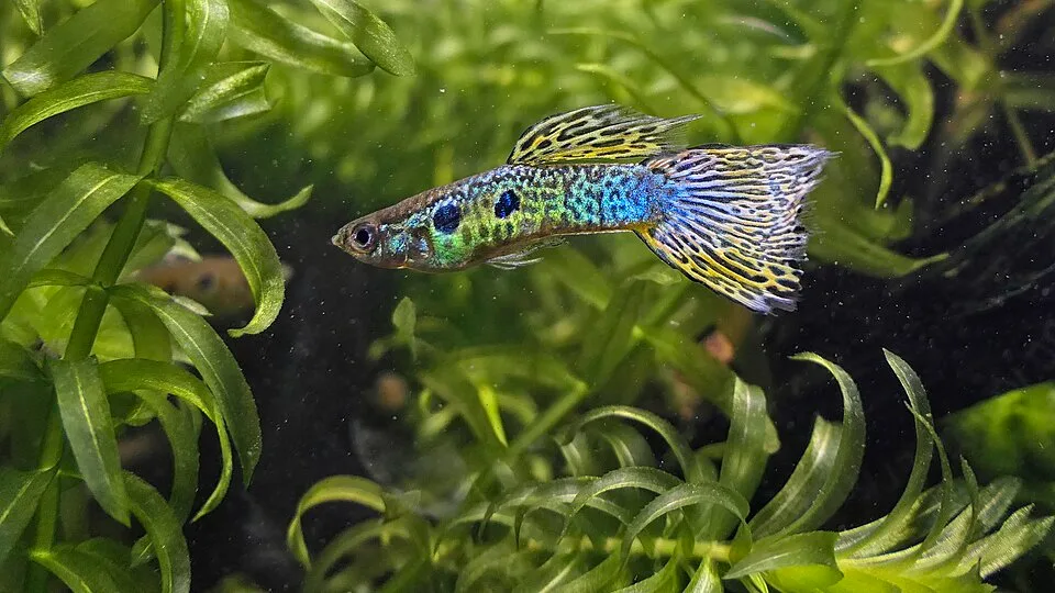 Peixe guppy colorido entre plantas aquáticas