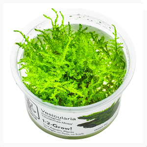 Tropica Vesicularia montagnei Christmas Moss grow Planta aquática Vesicularia em vaso plástico transparente com rótulo branco