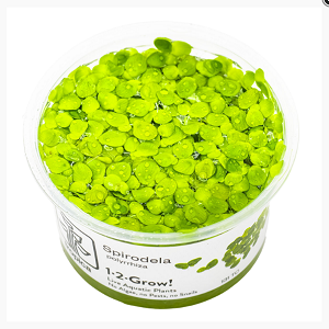 Tropica Spirodela polyrrhiza grow Pote transparente com plantas aquáticas verdes espirulina e rótulo branco