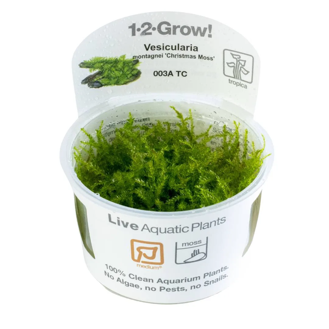 Planta aquática viva Vesicularia Christmas Moss em embalagem transparente com tampa branca.