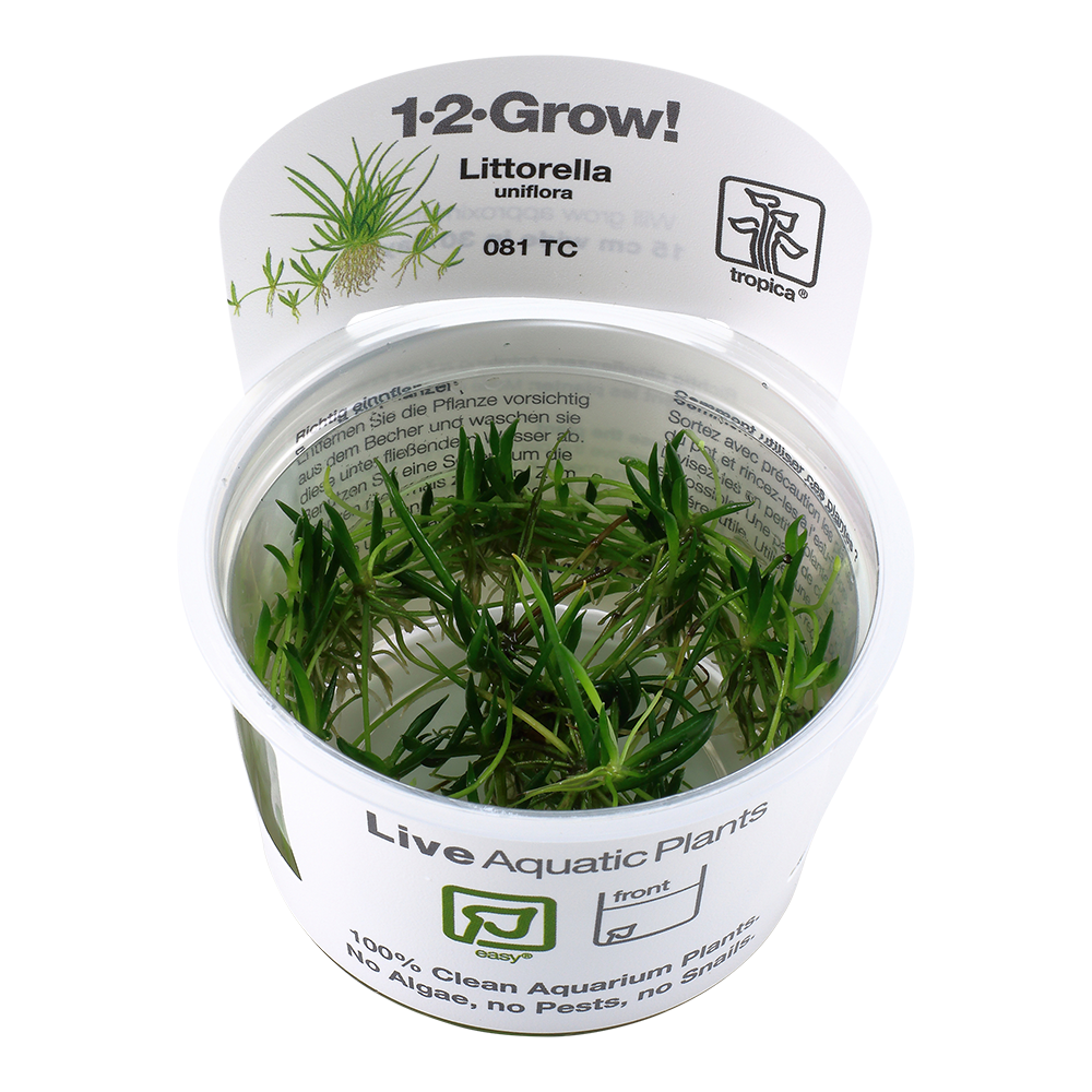 Plantas aquáticas Littorella uniflora em recipiente plástico com rótulo branco