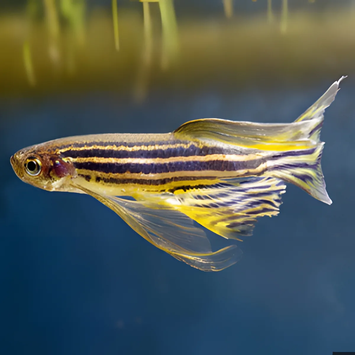 Peixe zebrafish com listras pretas e amarelas e barbatanas translúcidas amarelas