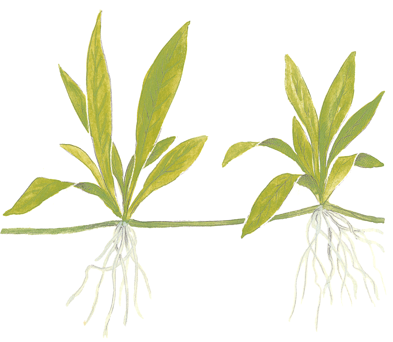 Ilustração botânica de plantas com folhas verdes e raízes brancas