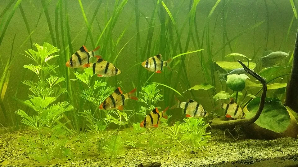 Peixes tropicais em aquário com plantas aquáticas e areia