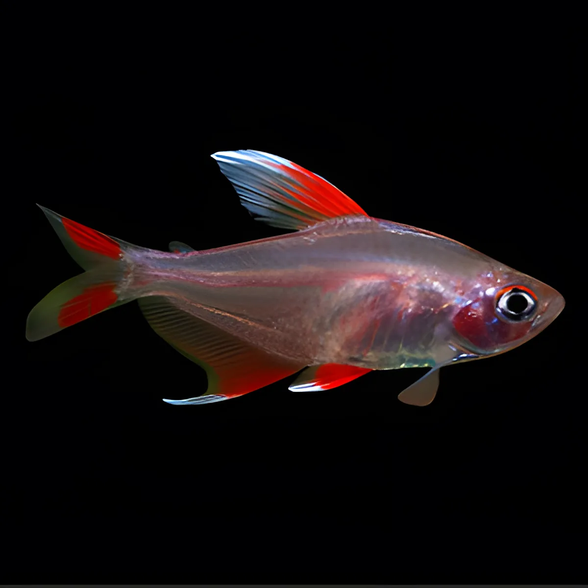 Peixe translúcido cinzento com nadadeiras vermelhas e brancas em fundo preto