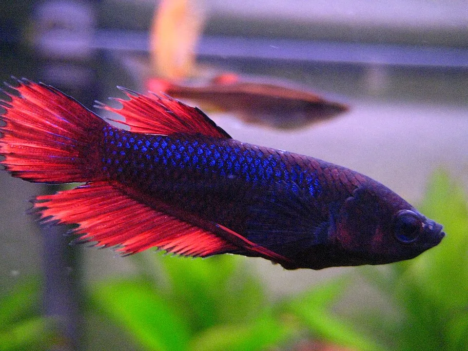 Peixe Betta azul escuro com nadadeiras vermelhas em aquário