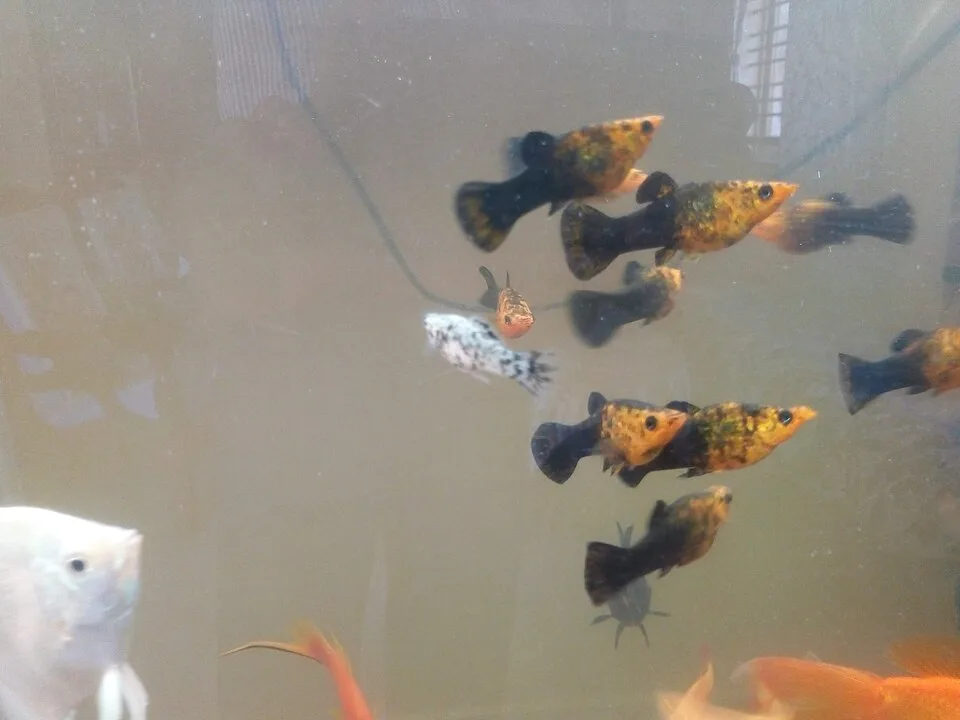 Peixes tropicais coloridos num aquário de vidro