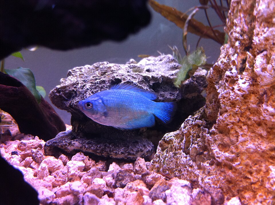Peixe azul num aquário com pedras cor de rosa e rochas cinzentas e castanhas