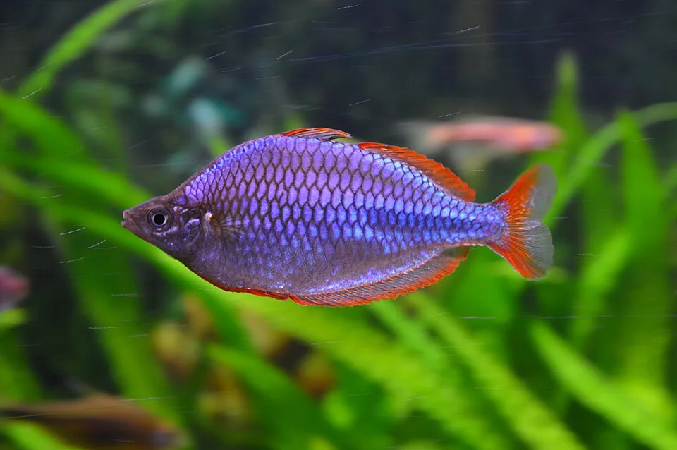 Peixe tropical azul com barbatanas vermelhas em aquário com plantas verdes