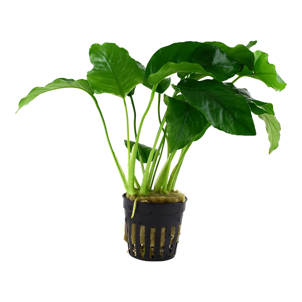 Planta aquática verde em vaso de plástico preto.