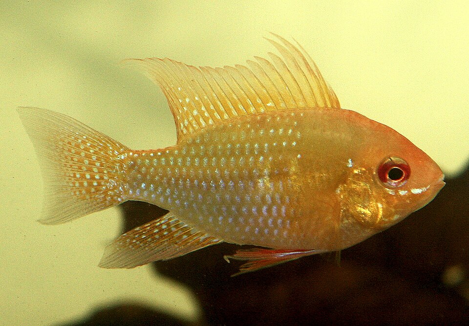 Peixe alaranjado translúcido com escamas brilhantes azuladas e douradas em aquário