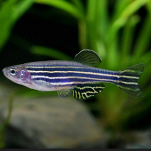 Peixe zebrafish com listras horizontais negras e amarelas